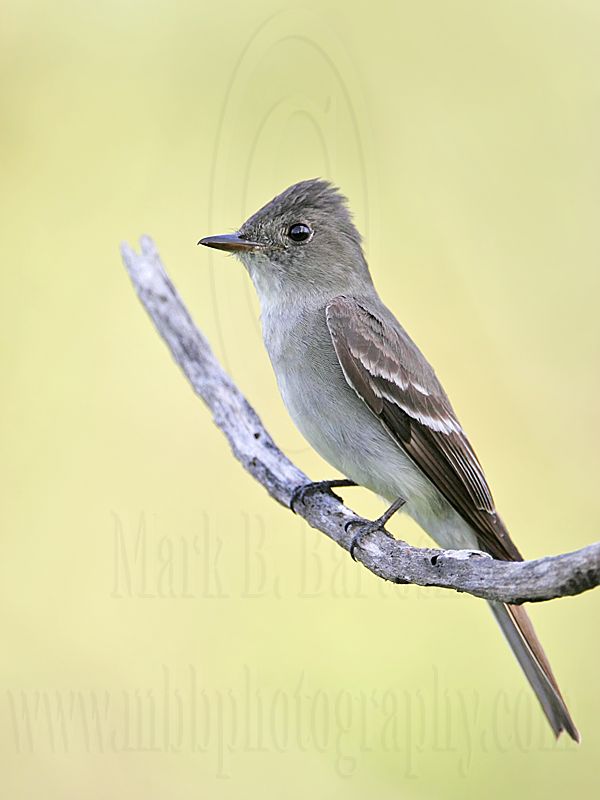 _MG_9686 Eastern Wood-Pewee.jpg