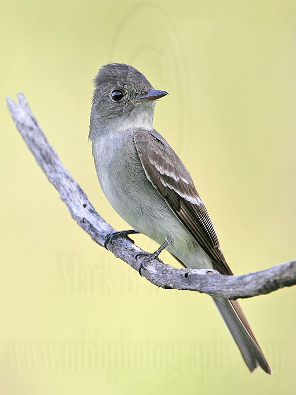 _MG_9691 Eastern Wood-Pewee.jpg