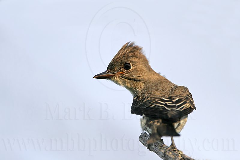 _MG_9895 Eastern Wood-Pewee.jpg