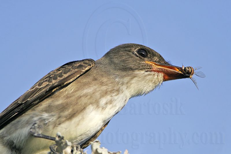 _MG_9981 Olive-sided Flycatcher.jpg