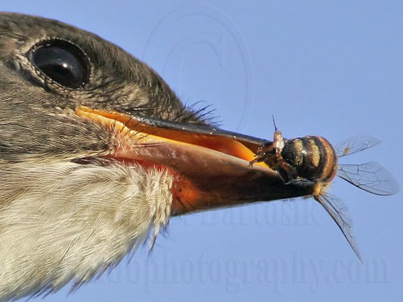 _MG_9981crop3 Olive-sided Flycatcher.jpg