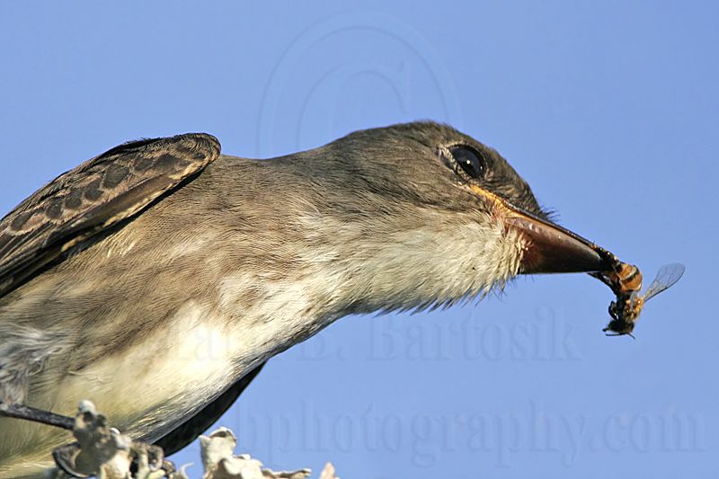 _MG_9982 Olive-sided Flycatcher.jpg