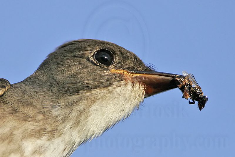 _MG_9988crop Olive-sided Flycatcher.jpg