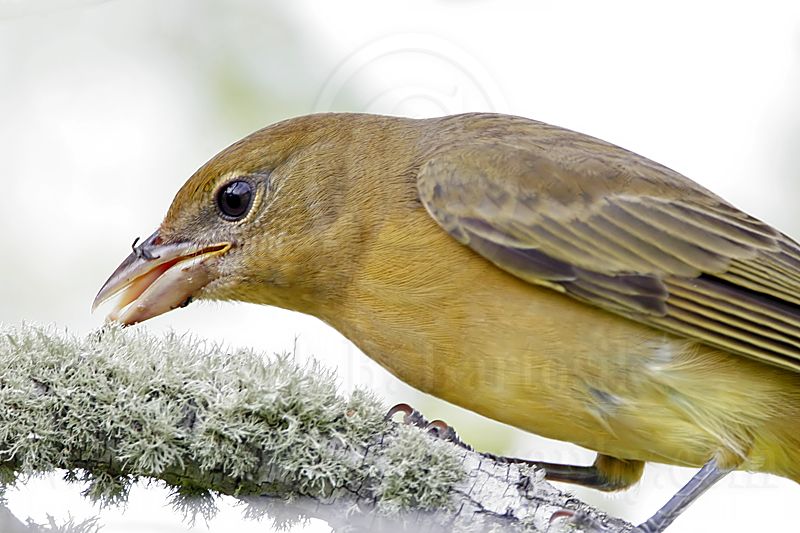 _MG_8983 Summer Tanager.jpg