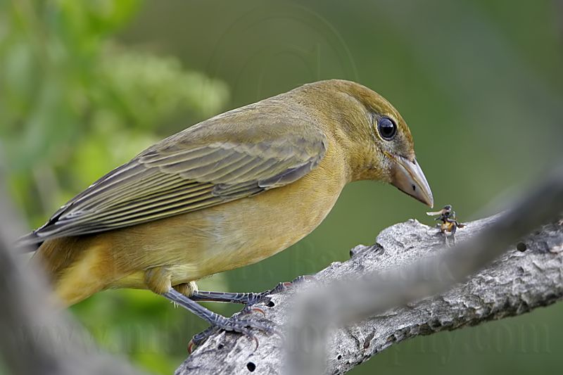 _MG_9292 Summer Tanager.jpg