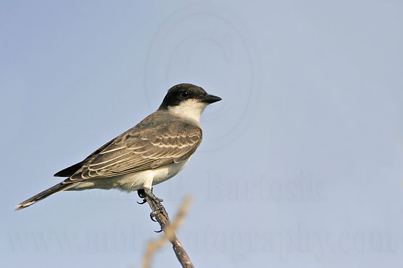 _MG_9775 Eastern Kingbird.jpg
