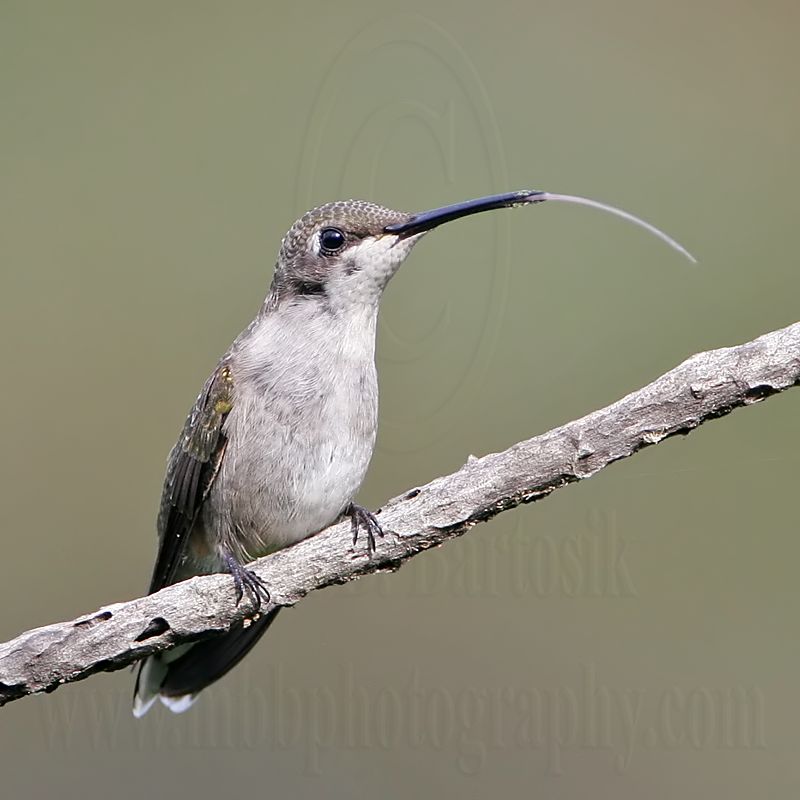 _MG_9156 Ruby-throated Hummingbird.jpg