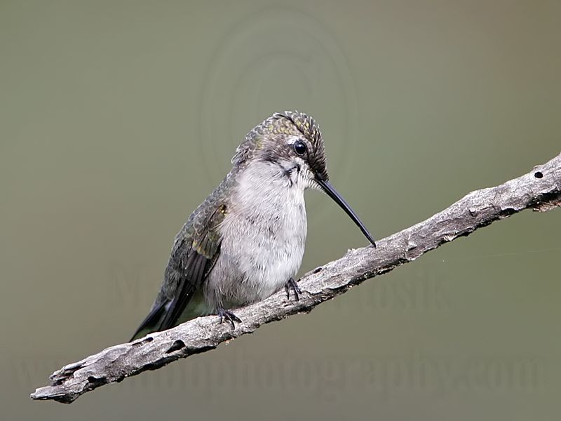 _MG_9176 Ruby-throated Hummingbird.jpg