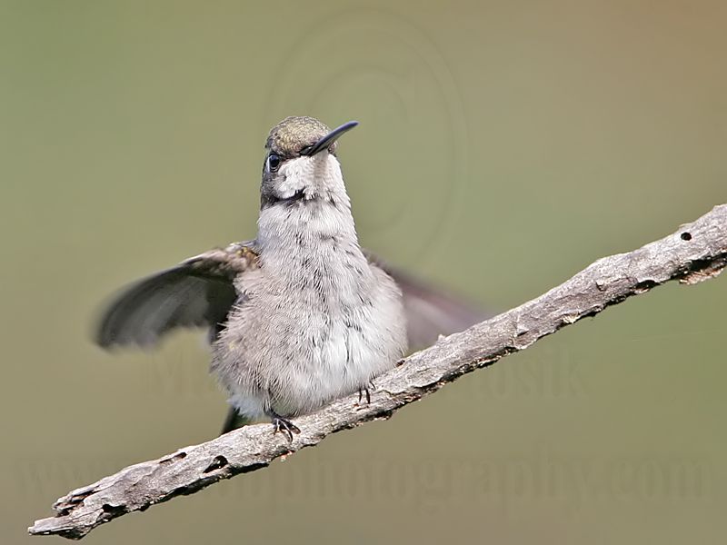 _MG_9192 Ruby-throated Hummingbird.jpg