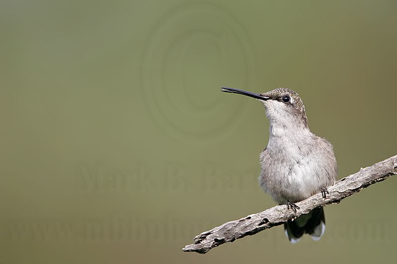 _MG_9206 Ruby-throated Hummingbird.jpg