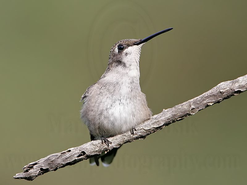 _MG_9208 Ruby-throated Hummingbird.jpg