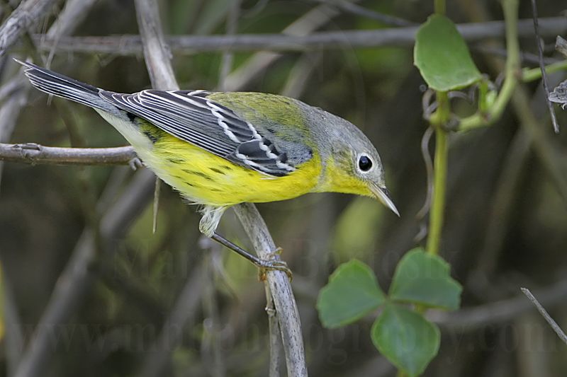 _MG_8724 Magnolia Warbler.jpg