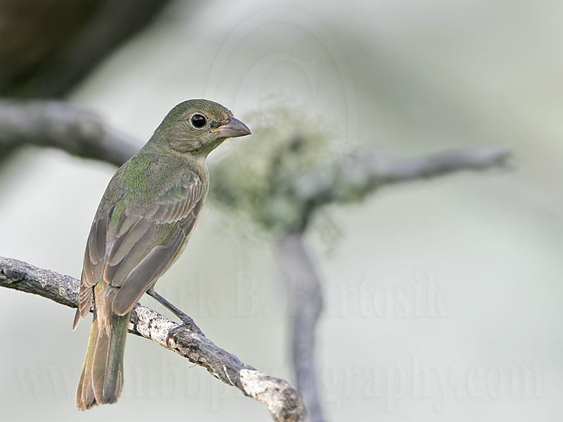 _MG_9380 Painted Bunting.jpg