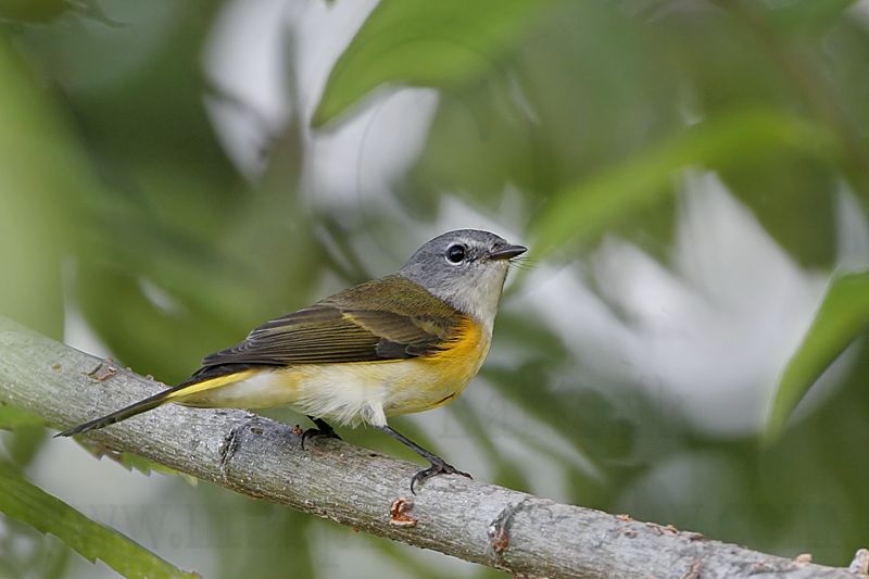 _MG_9571 American Redstart.jpg