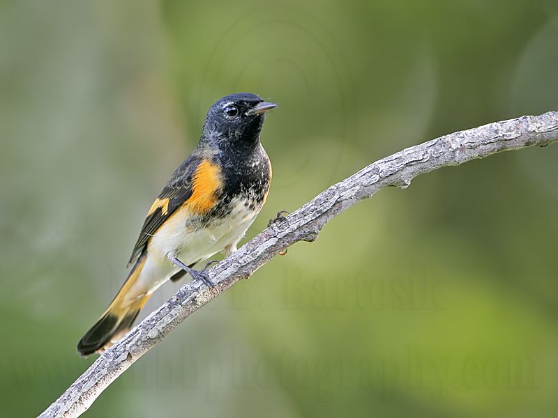 _MG_9598 American Redstart.jpg