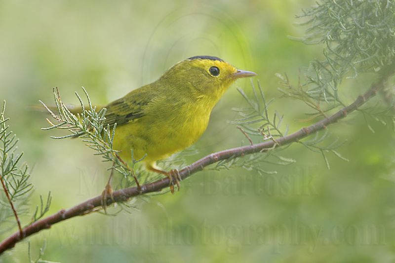 _MG_9368 Wilsons Warbler.jpg