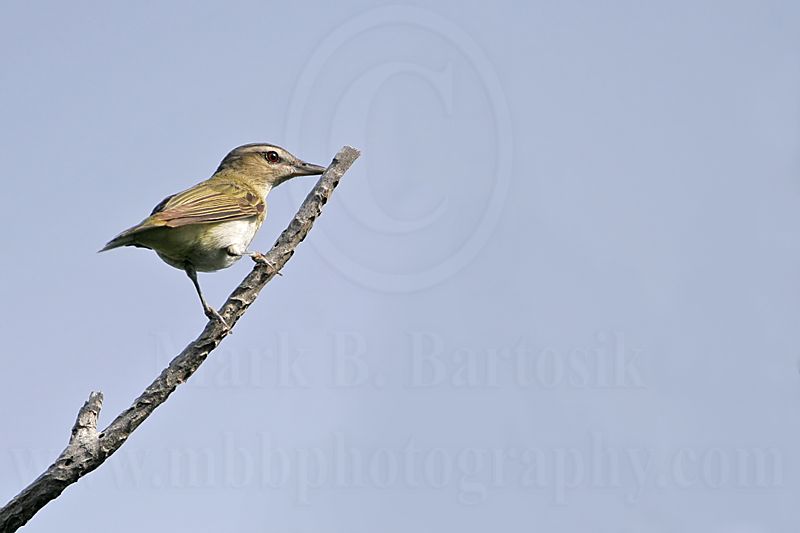 _MG_8895 Red-eyed Vireo.jpg