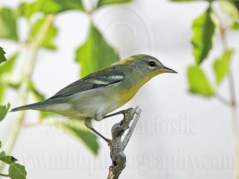_MG_9675 Northern Parula.jpg
