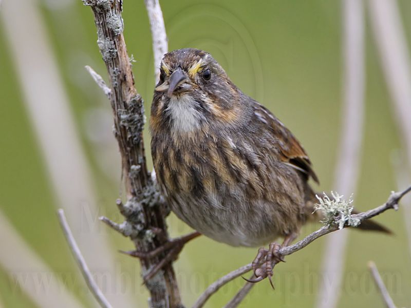 _MG_1802 Seaside Sparrow.jpg