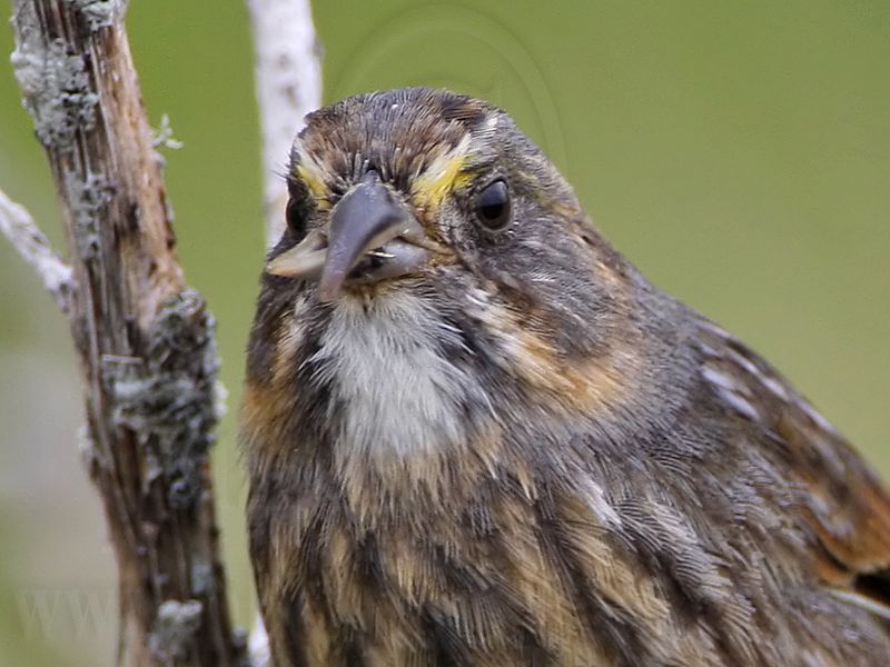 _MG_1802crop Seaside Sparrow.jpg