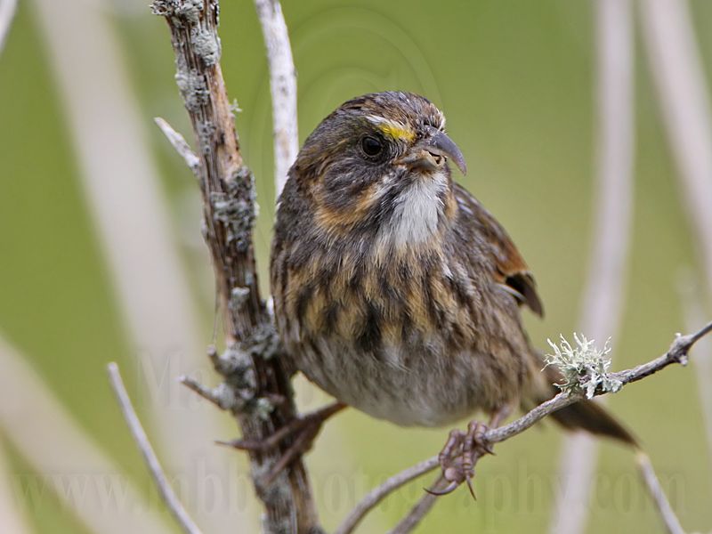 _MG_1806 Seaside Sparrow.jpg