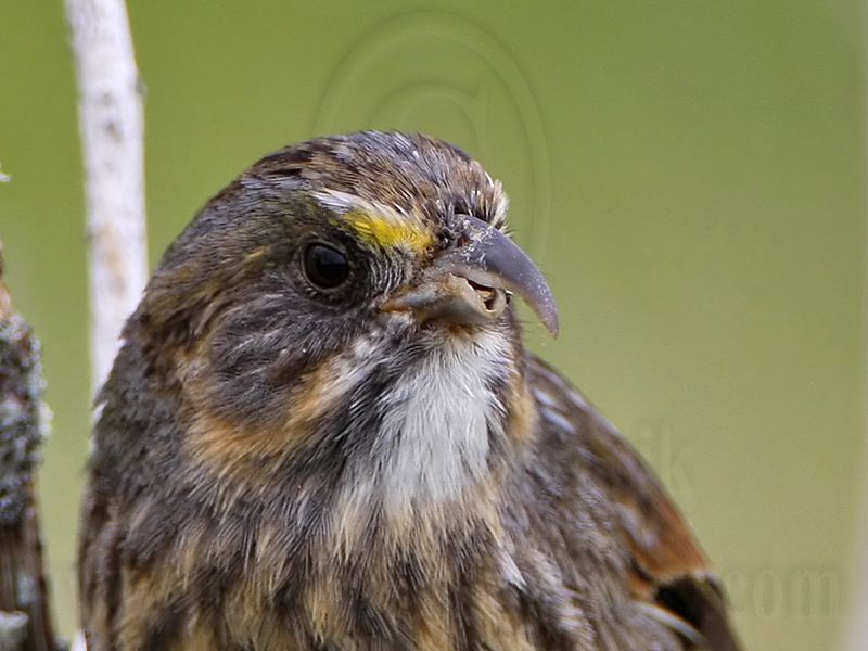 _MG_1806crop Seaside Sparrow.jpg