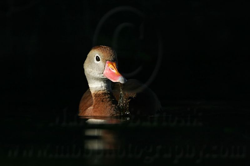 _MG_5710 Black-bellied Whistling-Duck.jpg