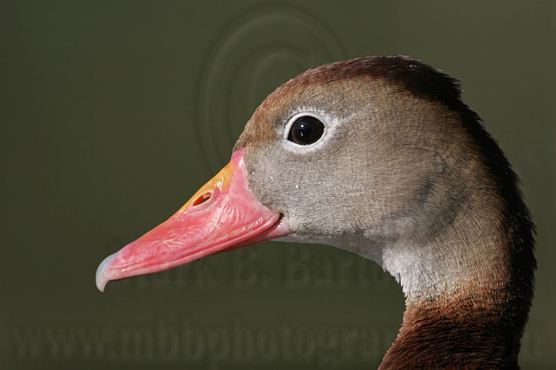 _MG_6300 Black-bellied Whistling-Duck.jpg