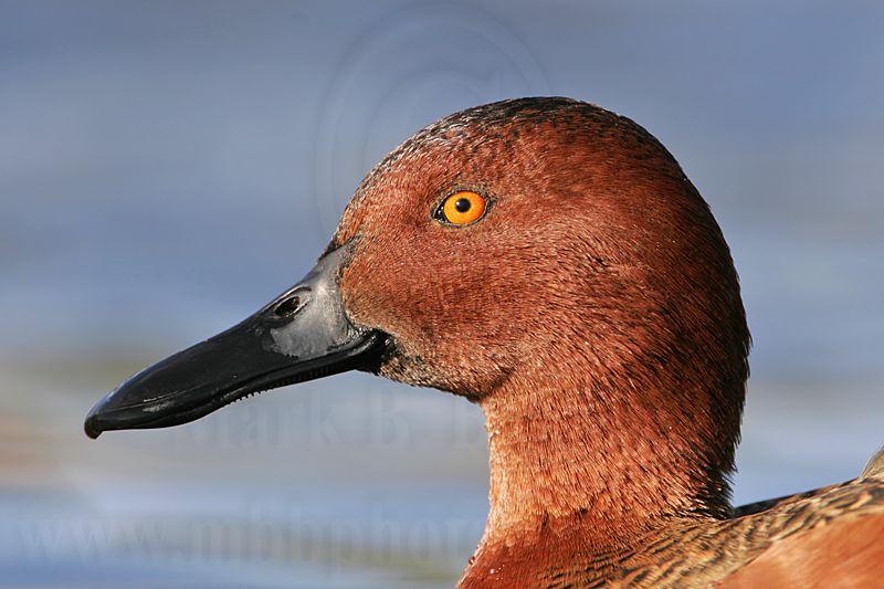 _MG_7098 Cinnamon Teal.jpg