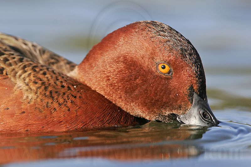 _MG_7109 Cinnamon Teal.jpg