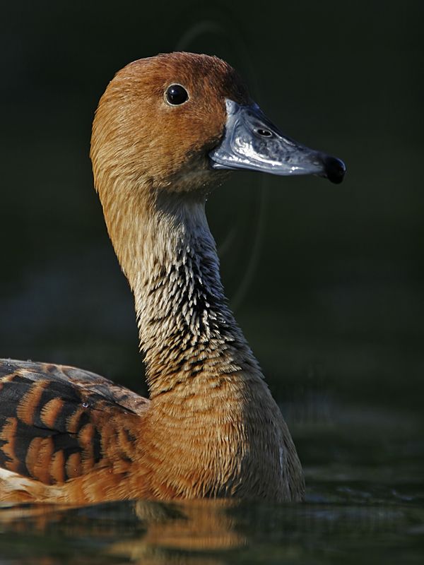 _MG_6320 Fulvous Whistling Duck.jpg