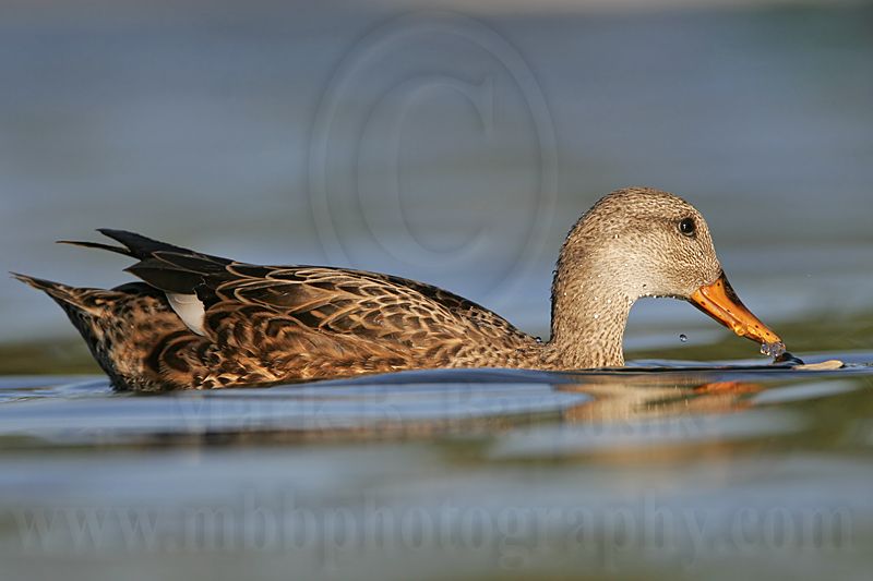 _MG_8178 Gadwall.jpg