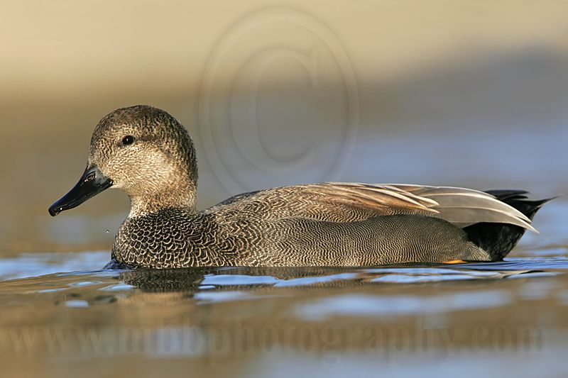 _MG_8220 Gadwall.jpg