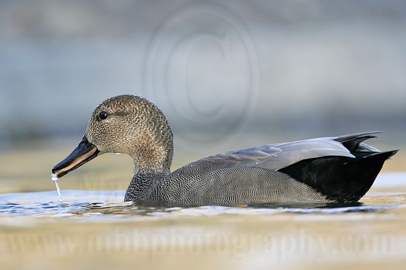 _MG_8274 Gadwall.jpg