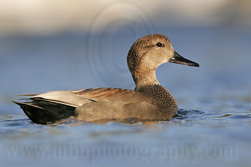 _MG_8296 Gadwall.jpg