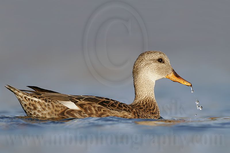 _MG_8452 Gadwall.jpg