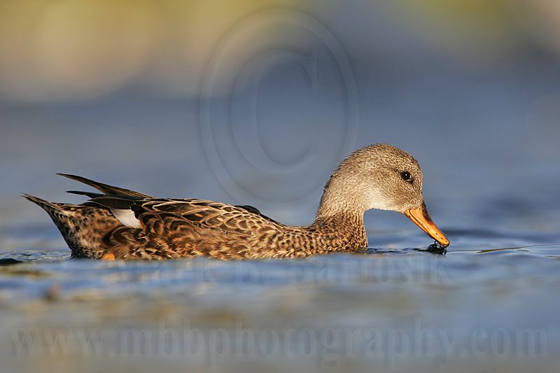 _MG_8473 Gadwall.jpg