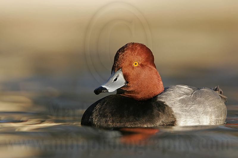 _MG_8703 Redhead.jpg