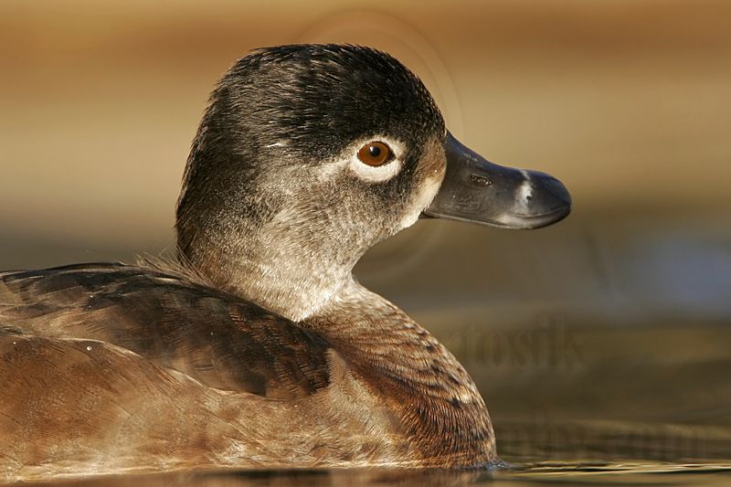 _MG_8684 Ring-necked Duck.jpg