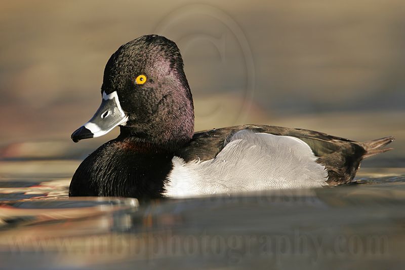 _MG_8732 Ring-necked Duck.jpg
