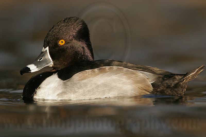 _MG_8810 Ring-necked Duck.jpg