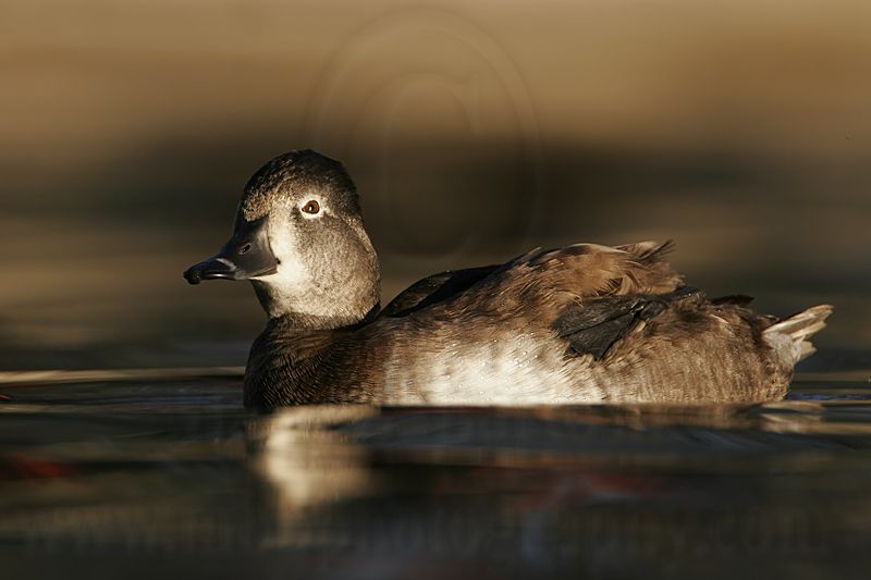 _MG_8877 Ring-necked Duck.jpg