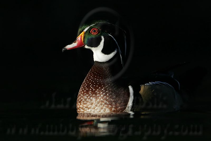 _MG_5397 Wood Duck.jpg