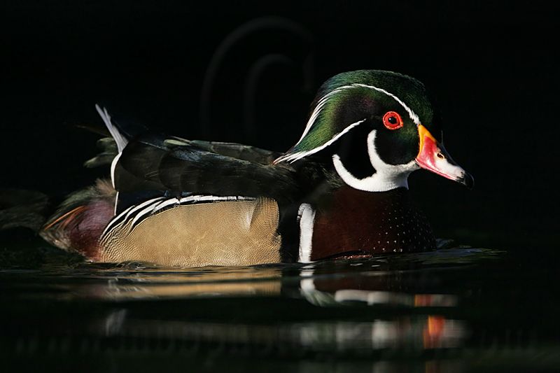 _MG_5427 Wood Duck.jpg