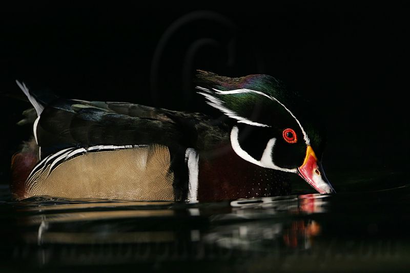 _MG_5428 Wood Duck.jpg