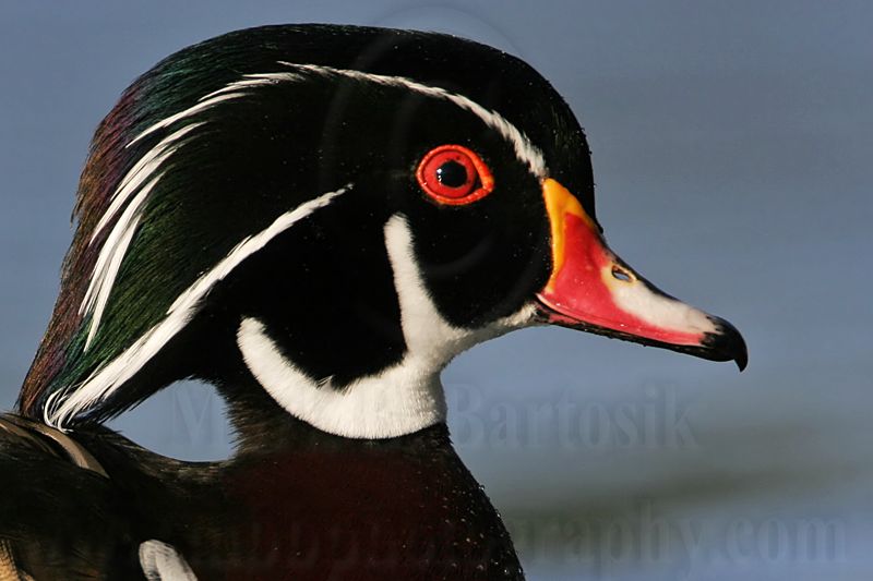 _MG_5475 Wood Duck.jpg