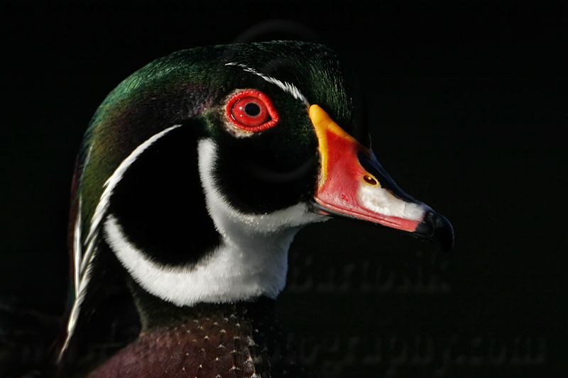 _MG_5642 Wood Duck.jpg