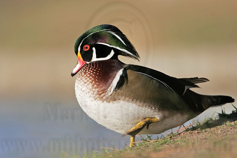 _MG_5740 Wood Duck.jpg