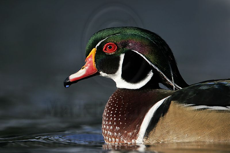 _MG_5881 Wood Duck.jpg