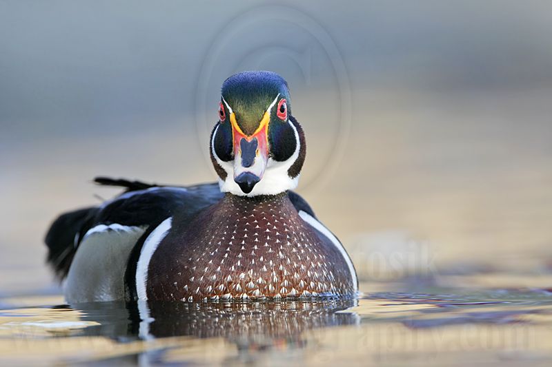 _MG_8042 Wood Duck.jpg